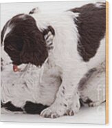 English Springer Spaniel Pups Wood Print