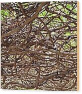 Entangled Wood Print