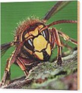 European Hornet Wood Print