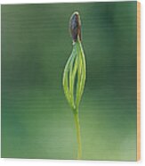 European Larch Larix Decidua Sprout Wood Print