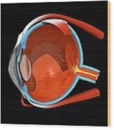 Eye Anatomy Wood Print