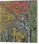 Fall Colors Wood Print