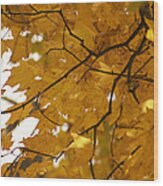 Fall Yellow Wood Print