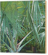 Fan Palm Wood Print