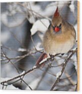 Female Northern Cardinal 4300 Wood Print