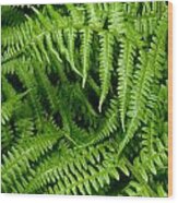 Ferns Wood Print