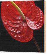 Fiery Red Anthurium Wood Print