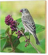 Finch Eating Beautyberry Wood Print