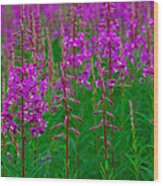 Fireweed Wood Print