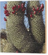 Fishhook Cactus Mammillaria Sp Blooming Wood Print