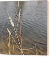 Fishing View At Grand Lake Wood Print