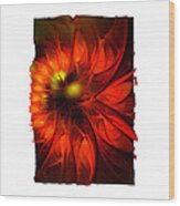 Flame Lily Framed Wood Print