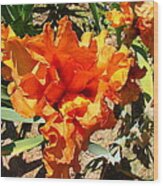 Flame Orange Iris Wood Print