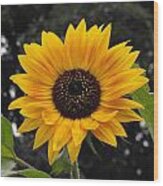 Flora Sunflower Wood Print