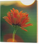 Flower Light Wood Print