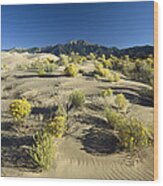 Flowering Shrubs On The Dune Fields Wood Print