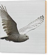 Flying Snowy Owl Wood Print