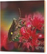 Forest Bug - Pentatoma Rufipes Wood Print