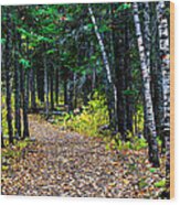 Forest Path In Autumn Wood Print