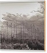 Forest Regrowth Wood Print