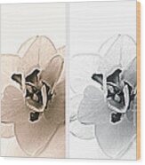 Four Faces Of A Flower Wood Print
