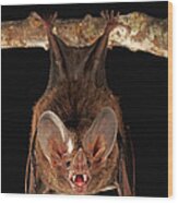 Fringe-lipped Bat Trachops Cirrhosus Wood Print