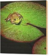 Frog On Lily Pad Wood Print