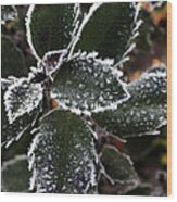 Frost Covered  Holly Bush Wood Print