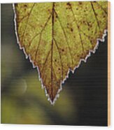 Frost Rimmed Leaf In Fall Wood Print