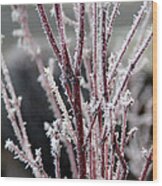 Frosty Coral Maple Wood Print