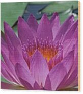 Fuchsia Water Lily Wood Print