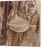 Fungi Wood Print