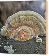 Fuzzy Turkey Tail Shelf Fungus - Trametes Ochracea Wood Print