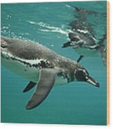 Galapagos Penguin Underwater Wood Print