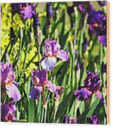 Garden Of Irises Wood Print