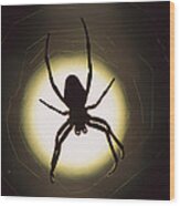 Garden Spider Araneus Sp Silhouetted Wood Print
