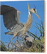 Great Blue Heron Courtship Display Wood Print