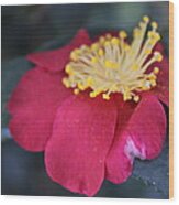 Gentle Flower Wood Print