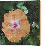 Gentle Orange Hibiscus Wood Print