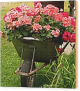 Geranium In Old Wheelbarrow Wood Print