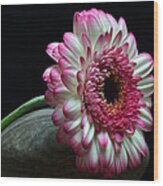 Gerbera At Rest Wood Print