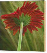 Gerbera Daisy Wood Print