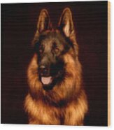 German Shepherd Portrait Wood Print