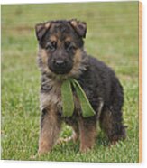 German Shepherd Puppy In Grass Wood Print