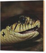 Giant Hognose Snake 2 Wood Print