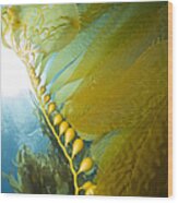 Giant Kelp, Catalina Island, California Wood Print