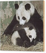 Giant Pandas Wood Print