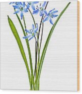 Blue Spring Flowers Wood Print