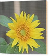 God's Sunflower Wood Print