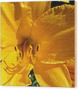 Golden Lily Wood Print